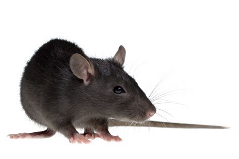 The meaning and symbolism of the word - Rat