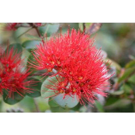 Pohutukawa Honey (8.8 oz) by Belixir - The Kiwi Importer