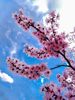 Spring Tree Blossoms | MarvinBowen.com