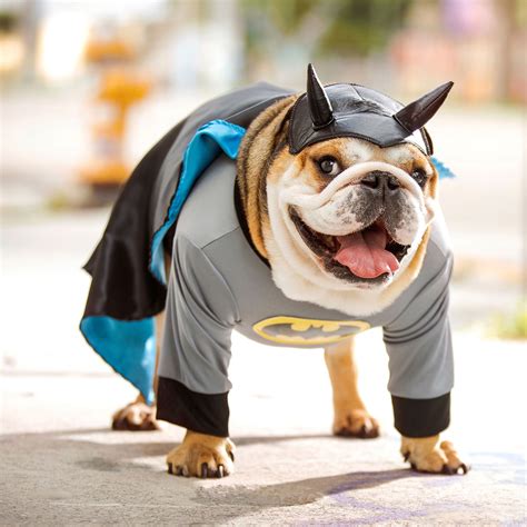 Dog Superhero Costumes: Halloween Costumes for Canine Crimefighters