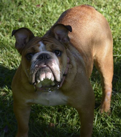 English Bulldog stock photo. Image of brown, puppy, small - 46641256