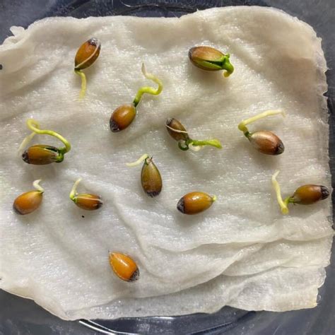 How to Germinate Lemon Seeds? [Updated [current-year]]