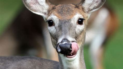 Wildlife wars: Suburbanites clash over deer, coyotes