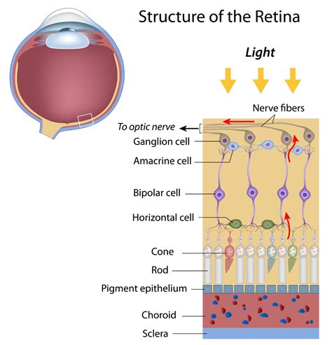 Rods and Cones - What Role Do They Play in Macular Degeneration?