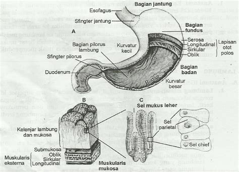 Anatomi Lambung, Fungsi Lambung dan Sekresi Lambung - KURIKULUM 2013