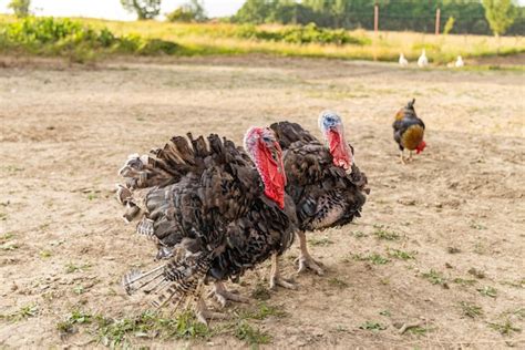 Premium Photo | Free range domestic turkeys