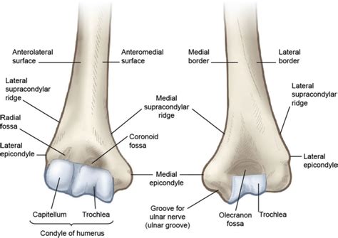 Distal Humerus Anatomy