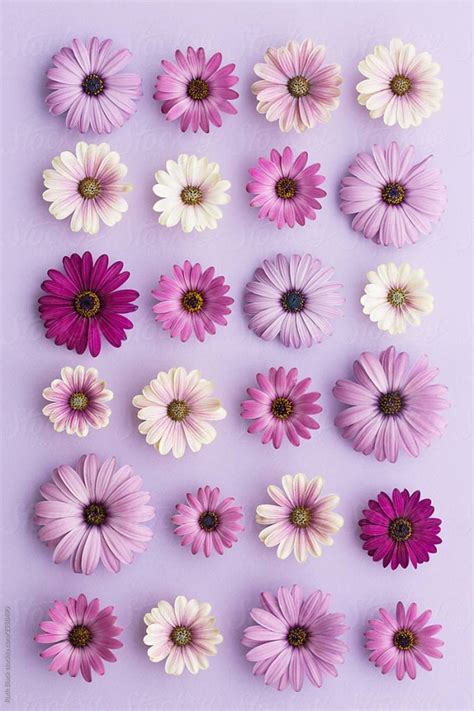 Purple Daisy Wallpaper