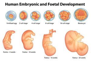 Evolución del cigoto, embrión, feto y neonato | ForoBebé