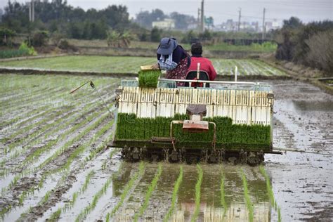 Rice Planting Machine. Transplant Rice Seedling On Paddy Field B Stock Image - Image of field ...