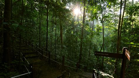 Bukit Timah Nature Reserve – Park Review | Condé Nast Traveler