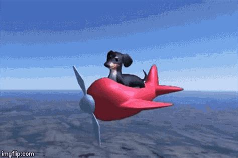 Dog Plane GIF - Dog Plane Joe - Discover & Share GIFs