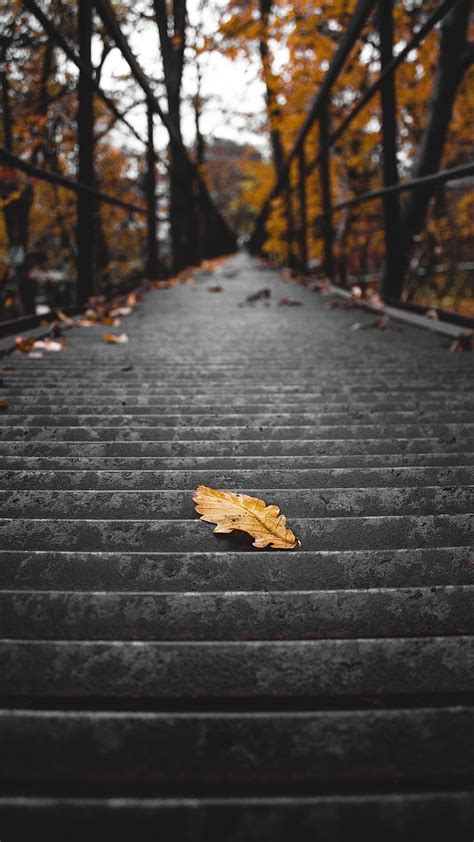 Stairs, steps, leaf, dry, autumn, HD phone wallpaper | Peakpx