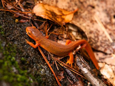 Newts Are Neat: Weird and Wonderful Facts Kids Will Love!