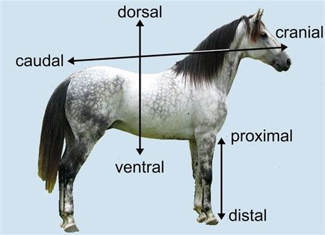 1.4B: Directional Terms - Medicine LibreTexts