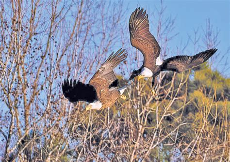 Jordan Lake’s Bald Eagles Seek Sanctuary - Chapelboro.com