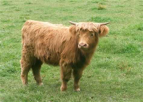 miniature Highland cow | Miniature cow breeds, Mini cows, Miniature cattle