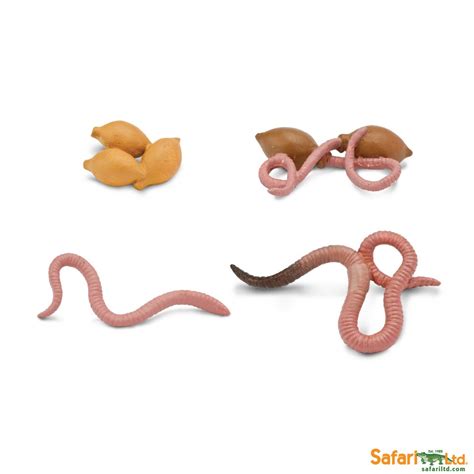 LIFE CYCLE OF A WORM - Best Educational Infant Toys stores Singapore