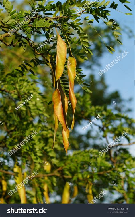 Honey Locust Tree Gleditsia Triacanthos Fruit Stock Photo 303305153 | Shutterstock