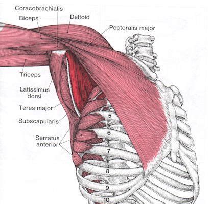 45 best images about PT Exercise on Pinterest | In pictures ...