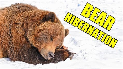 Bear Hibernation – Alaska Bear Hibernation Facts