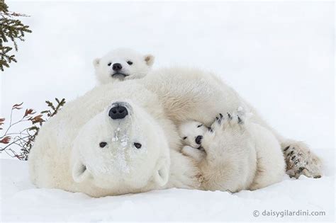 Happy Valentines Day from Churchill - Churchill Polar Bears