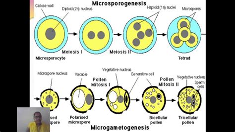 Microsporogenesis and Microgametogenesis - YouTube