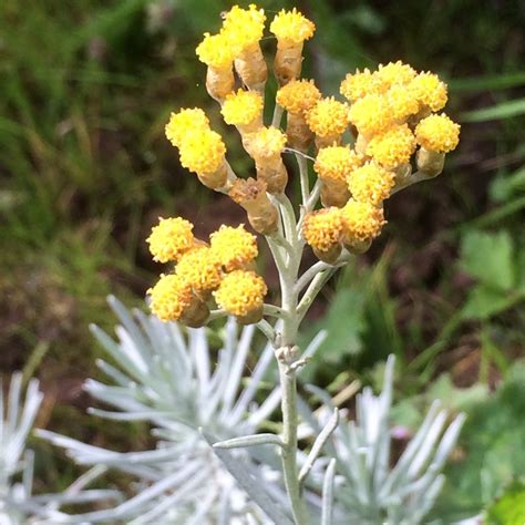 Helichrysum italicum 'Korma', Curry Plant 'Korma' in GardenTags plant encyclopedia