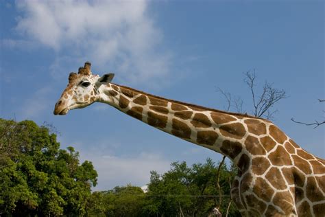 Free Images : giraffe, neck, spots, mammal, ruminant, long, horns ...