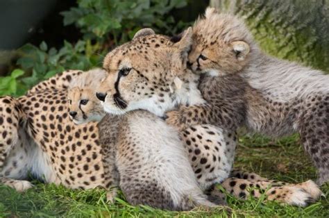 What would you name these lion and cheetah cubs? · TheJournal.ie