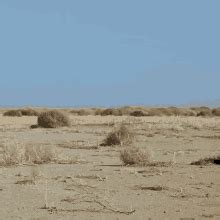 Desert Tumbleweed GIFs | Tenor