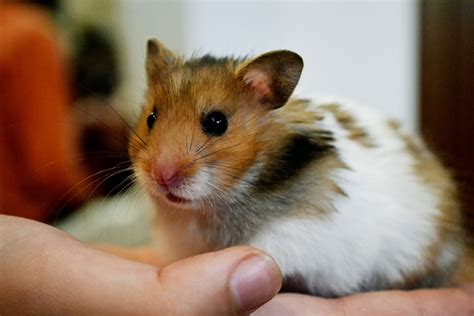 Hamster Photos | WallPics