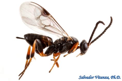 Hymenoptera-Braconidae-Subfamily Microgastrinae-Braconid Wasps FEMALE ...