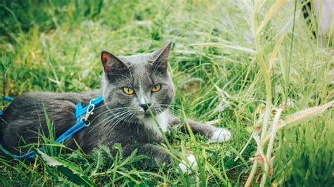 How To Choose The Best Cat Harness For Your Cat - CatTime - CatTime