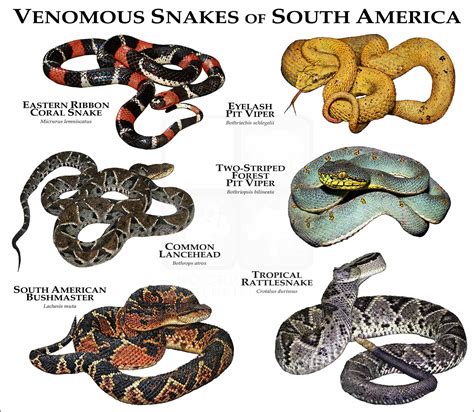 Venomous Snakes of Missouri Poster Print