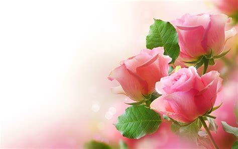 Pink roses wallpaper | Pink roses background, Rose wallpaper, Coffee filter roses