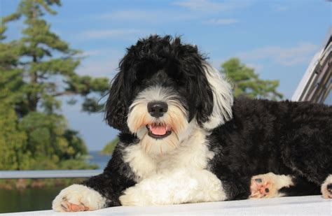 Black And White Dog Breeds | The Smart Dog Guide