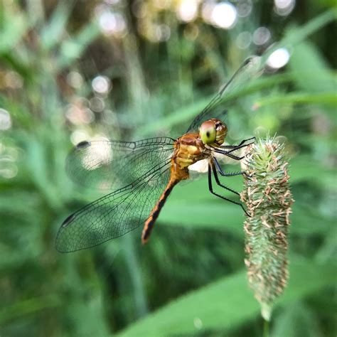 Dragonflies in Western Pennsylvania : r/insects