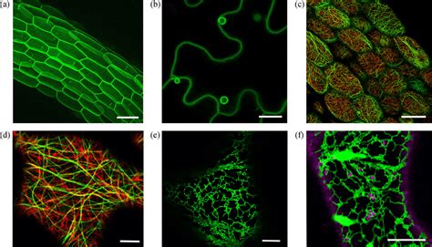 Confocal laser scanning microscopy of plant cells labeled with various ...