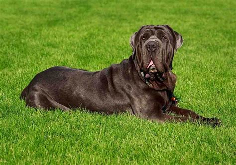 Neapolitan Mastiff Breed Profile: History, Characteristics, Health