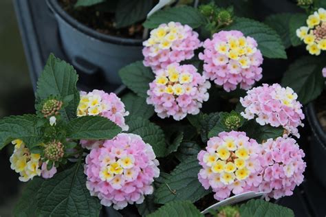 Lantana, Lucky ‘Lavender’ – Wilson's Garden Center