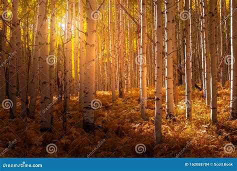 Sunlight Shining through Aspen Trees Stock Photo - Image of colorado ...