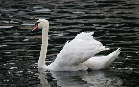 Swan history and some interesting facts