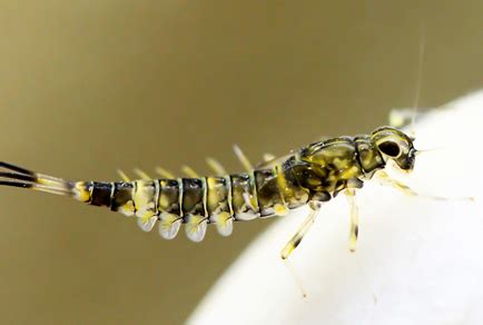 Mayfly Larvae (Ephemeroptera) in Thailand: Diversity and Science Communication | Zoosymposia