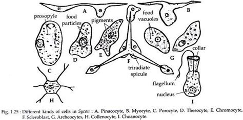 Study Notes on Scypha | Porifera