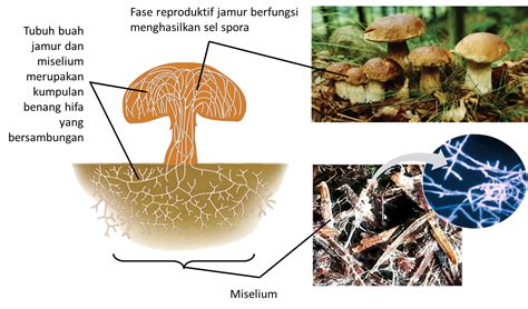 Ringkasan Kingdom Fungi Kelas 10 | AllRasyies X