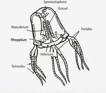 Venomous Knowledge: Box Jellyfish Venom