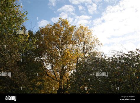 Sefton Park, Autumn time Stock Photo - Alamy