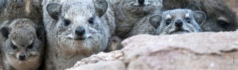 Hyrax | African Wildlife Foundation