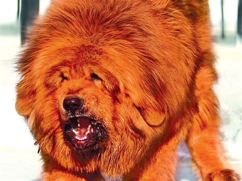 Image Tibetan Mastiff dog Ginger color angry animal 2560x1920